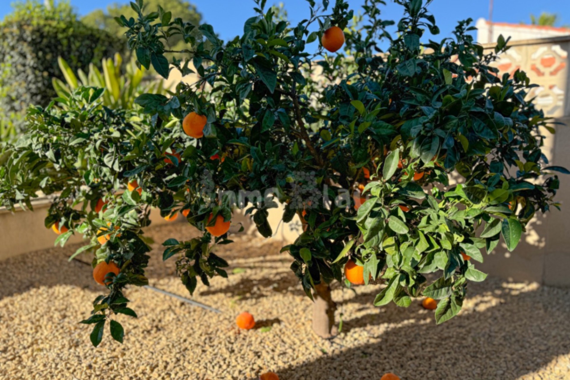 Alquiler a corto plazo - Villa - Alfaz del Pi