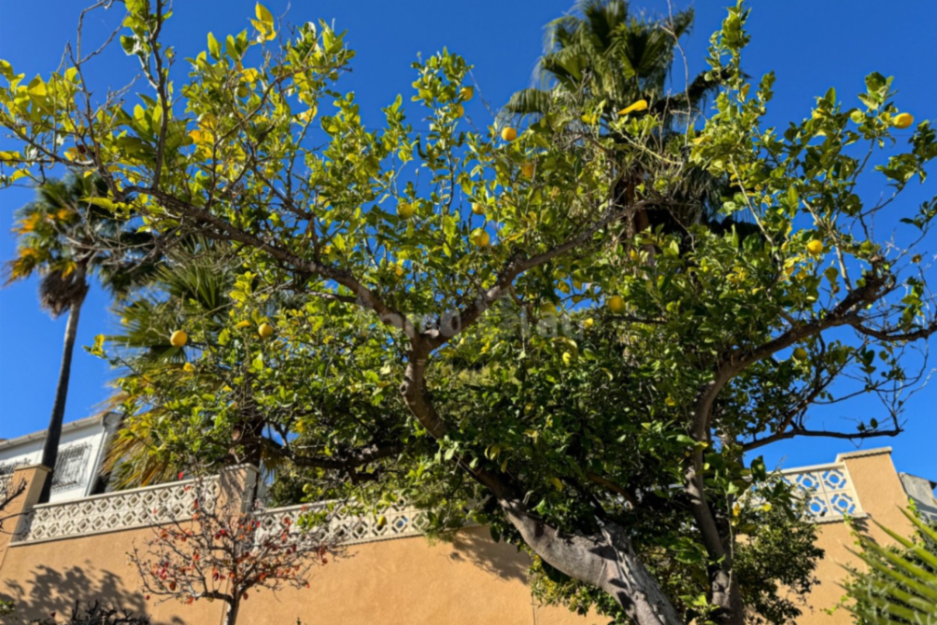 Alquiler a corto plazo - Villa - Alfaz del Pi