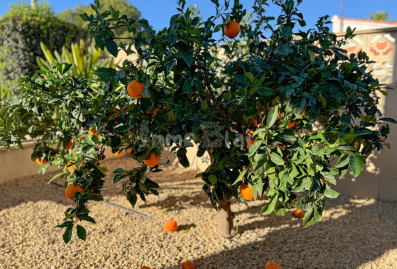Alquiler a corto plazo - Villa - Alfaz del Pi