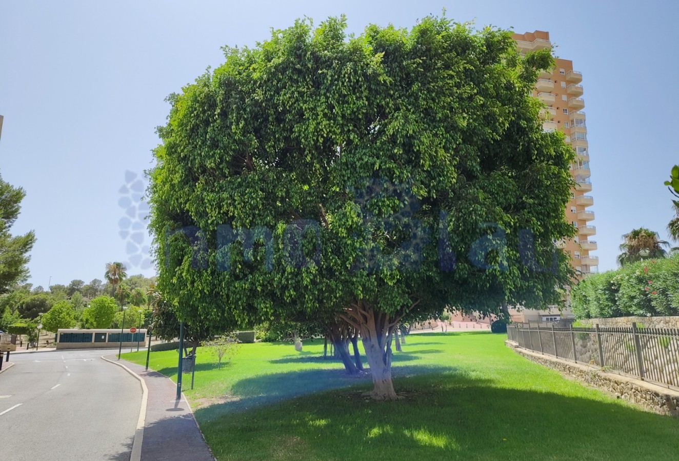 Sale - Apartment / flat - Benidorm - Zona de Poniente