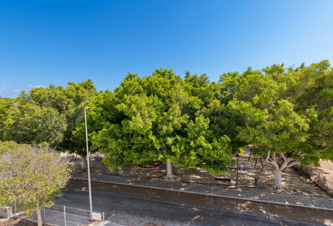 Obra nueva - detached - Pilar de la Horadada
